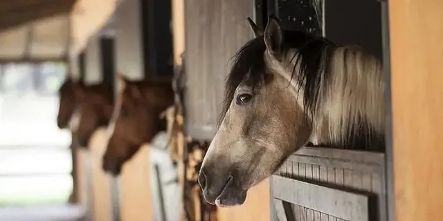 Alimentación de caballos