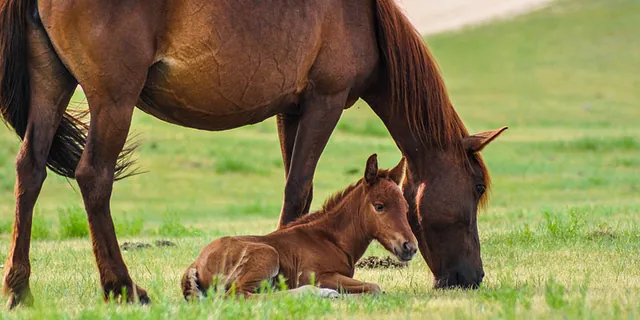 Caballo y potrillo