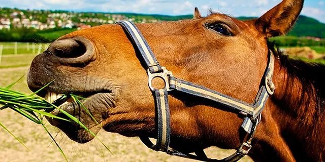 Alimentacion de caballos